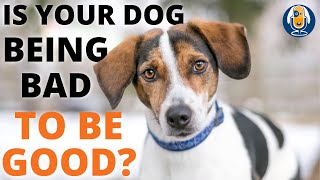 Behavior Chains: Are You Teaching Your Dog to be Bad to be Good? #42