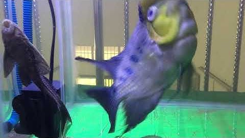 Cá la han bệnh lòi 1 mắt😂😂😂😂😂😂😂?