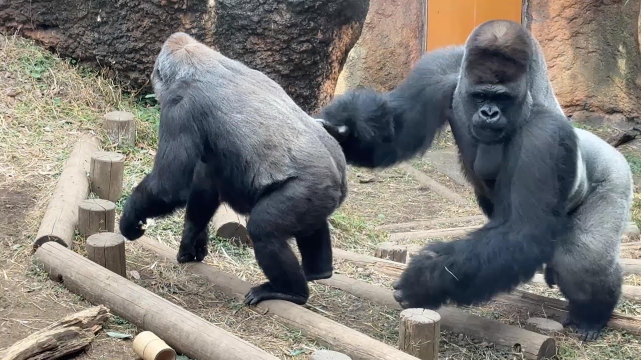 gorilla モモコを押すハオコ【2026年‎1月29日-‎2月3日】【上野動物園】ゴリラ💗