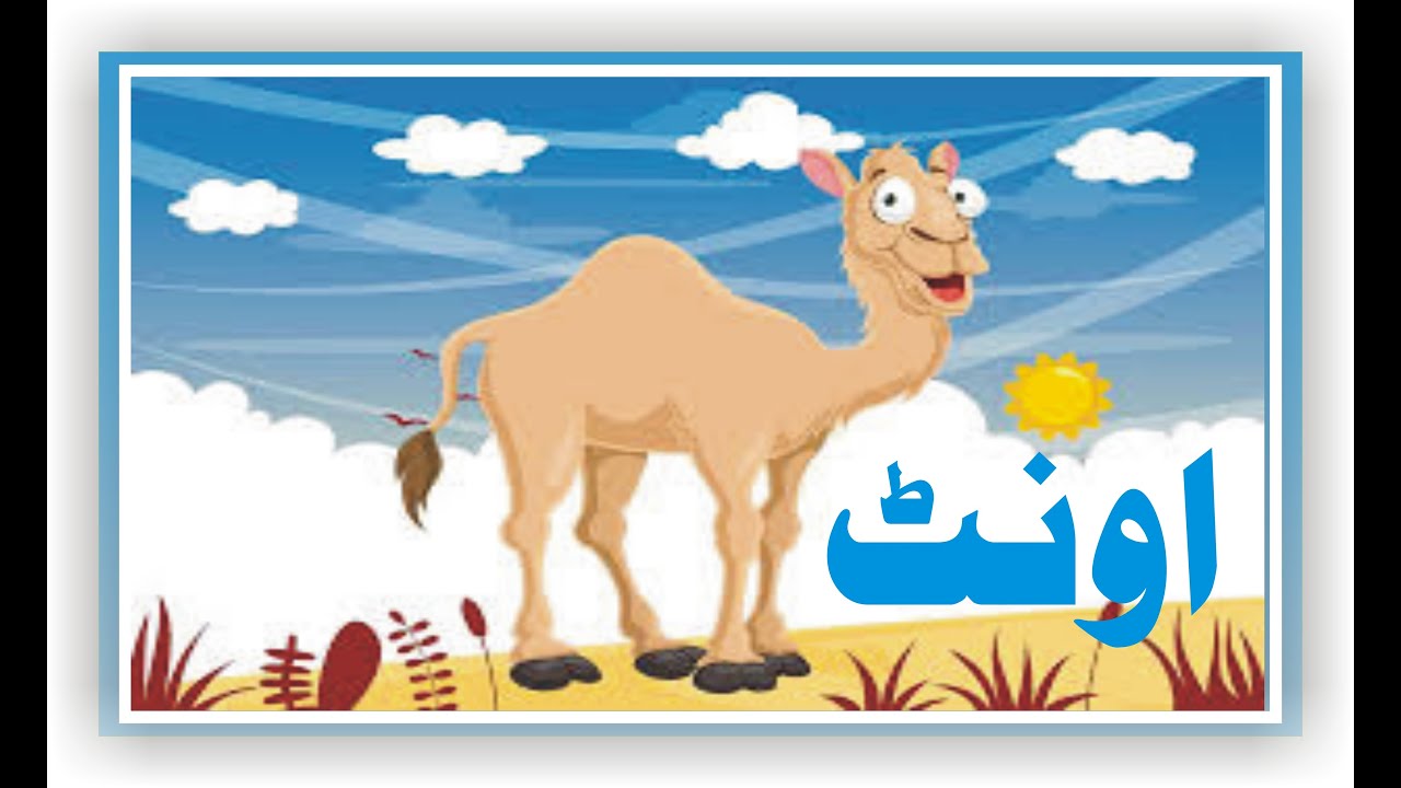 The camel | Oonth | اونٹ