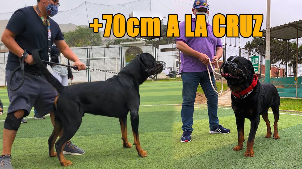 GIGANTE!! Reunión de Rottweiler Grandes ejemplares nunca antes visto🤯🤷‍♀️