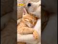 Kitten and puppy sleeping together❤️ #shorts #cat