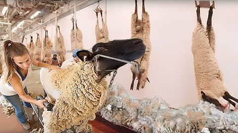 How Wool Harvesting Processing in Factory | Modern Sheep Shearing and Farming Technology