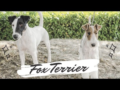 Vidéo: Race De Chien Fox Terrier à Poil Lisse Hypoallergénique, Santé Et Durée De Vie