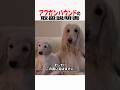 アフガンハウンドの取扱説明書　#アフガンハウンド #大型犬 #大型犬のいる生活 #大型犬のいる暮らし #犬好きさんと繋がりたい #元気お届け