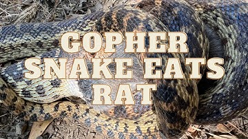 Gopher Snake Eats Rat