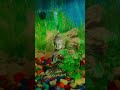 #koi #aquarium