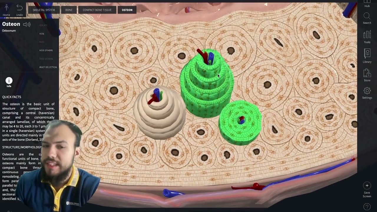 Строение Кости. Анатомия человека. Вступление