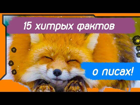15 ХИТРЫХ ФАКТОВ О ЛИСАХ, КОТОРЫЕ ТЫ НЕ ЗНАЛ!