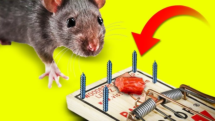 Rataton Trampa de pegamento para ratas y ratones, para animales extra  grandes, sin veneno, no tóxico, puede liberar el animal solo aplica aceite  de