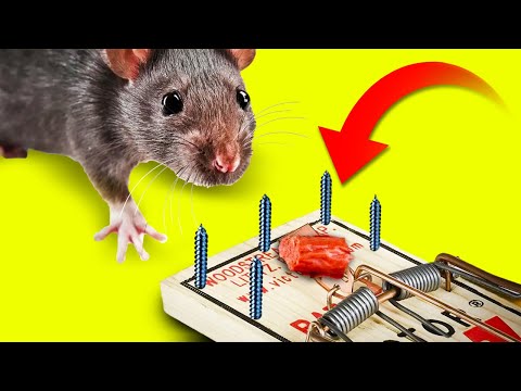 Top 10 piège à souris  Las mejores ideas para trampas para ratas