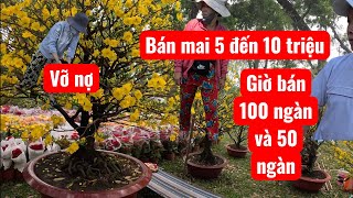 A Plum Blossom Tree That Used To Sell For 5 To 10 Million Vnd Is Now Being Sold For 100,000 Or 50...