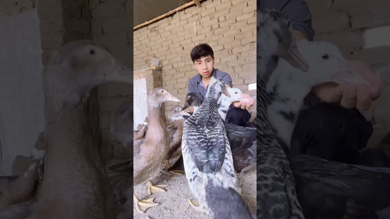 Qué es más rentable criar gallinas o patos #shortsviral #patos #granja #pollo #shortvideo