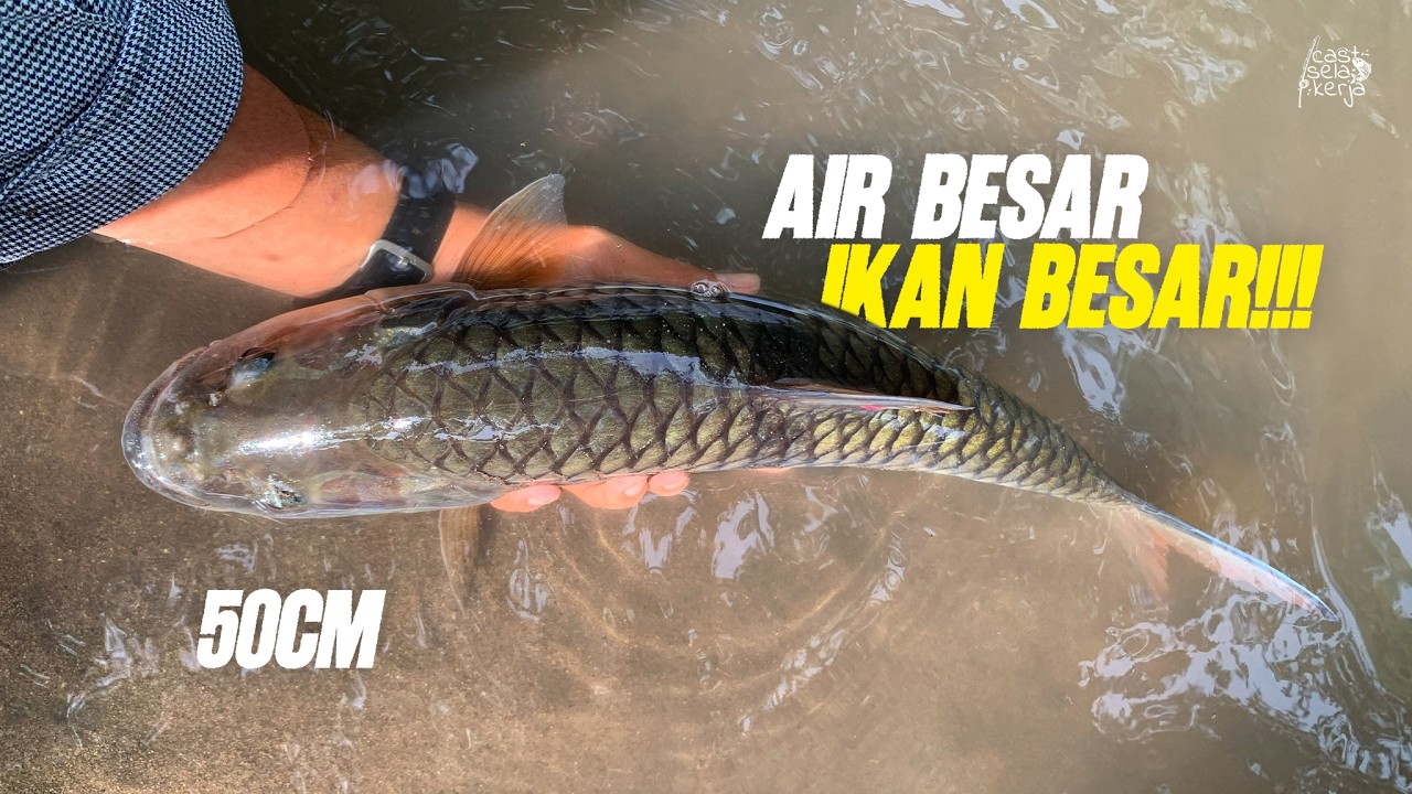 Banjir Surut, Momen Paling Tepat Berburu Hampala Besar Sungai Bedog!!!