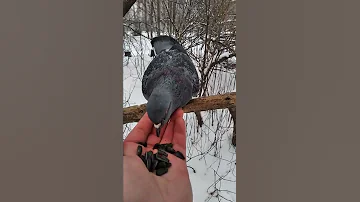 Ещё про голубей и семечки