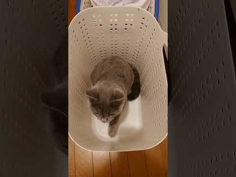 【猫動画】お気に入りの洗濯かごから飛び出す猫 #shorts #猫 #ネコ #シャルトリュー #cat #ねこ #保護猫