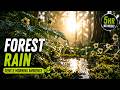 Gentle Forest Rain 🌿 Fresh Morning Nature Sounds for Relaxation &amp; Deep Sleep