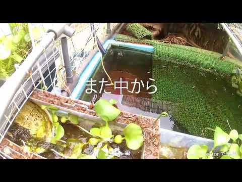 モツゴって知ってる 淡水に棲む小型の魚で別名クチボソ 特徴や釣り方をチェック