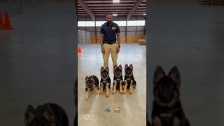 Police k9 German shepherd puppies training #k9 #germanshepherd #puppy #dog #dogtraining #fyp #viral