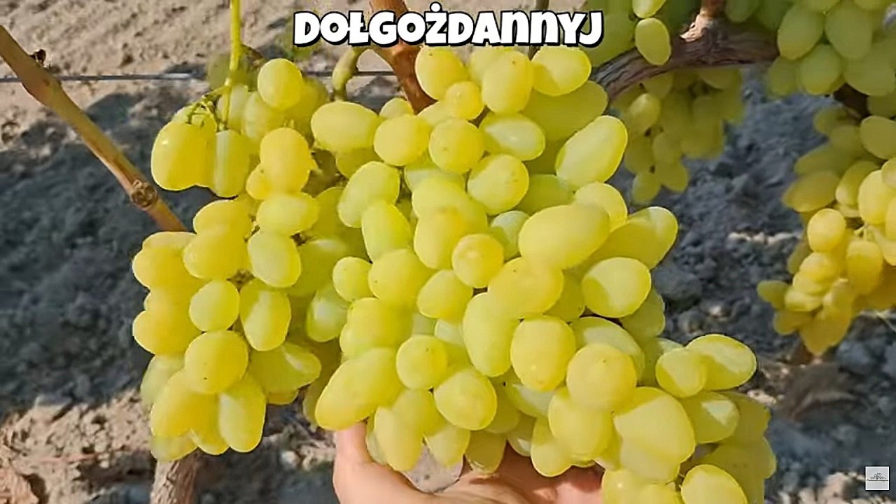 Projekt ,,Olimp'' Winogrona wrześniowe 2025