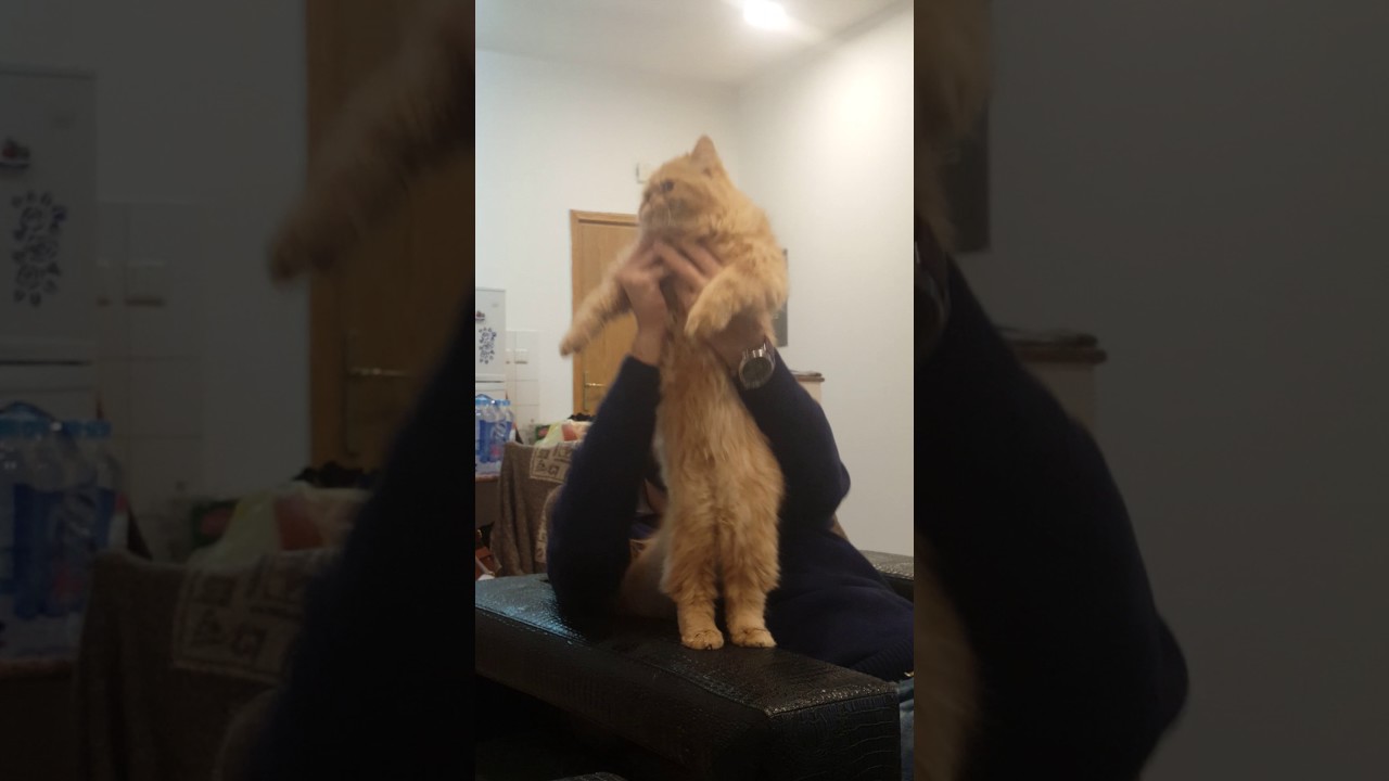 Jimbo the dancing cat🐺💃🎵