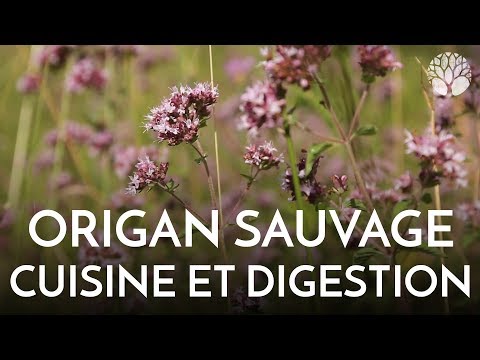 Vidéo: Thé à L'origan: Bienfaits Pour La Santé, Comment Le Préparer Et Informations De Sécurité