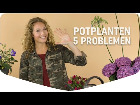 Video: 10 Veelvoorkomende problemen met broeikassen: problemen met kasplanten oplossen