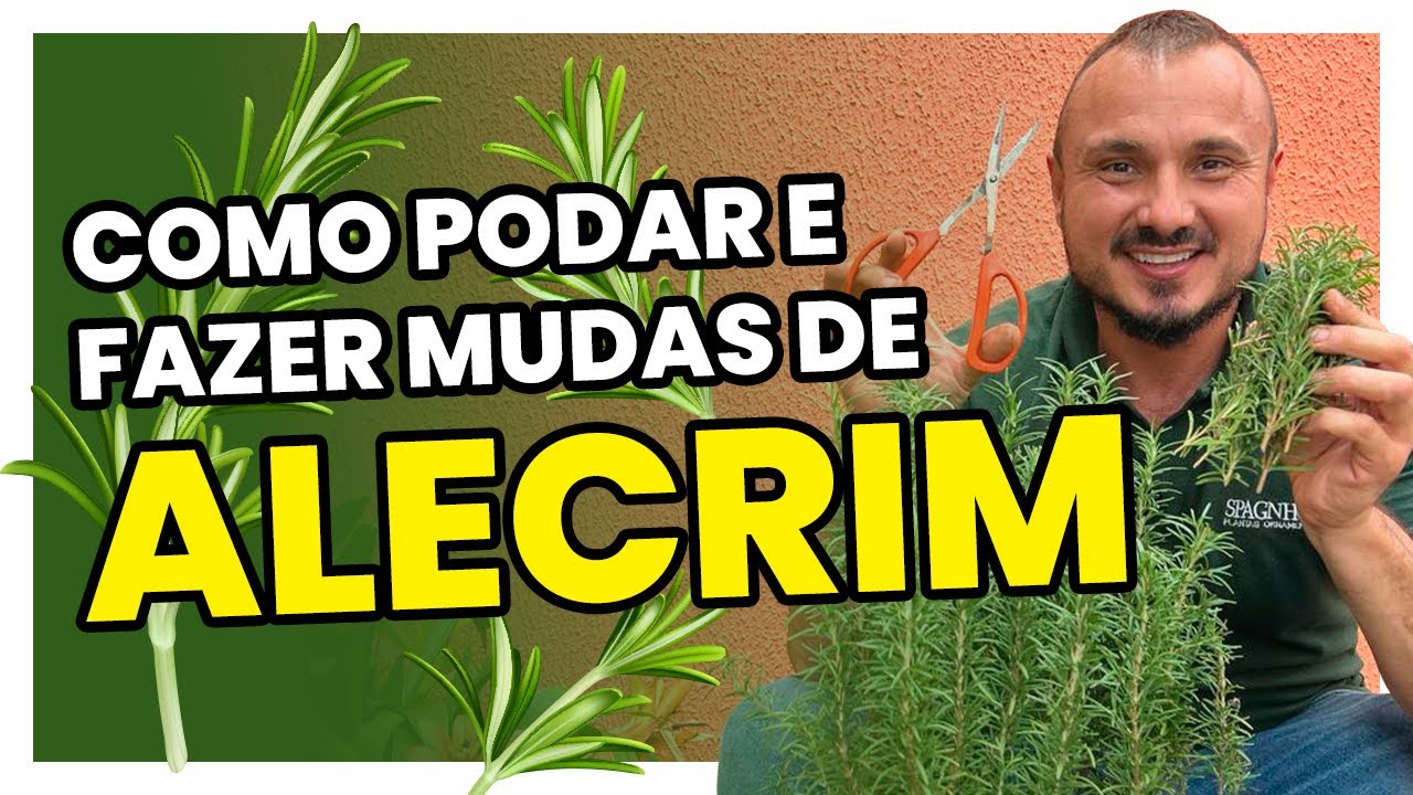 Como cultivar e fazer mudas do ALECRIM