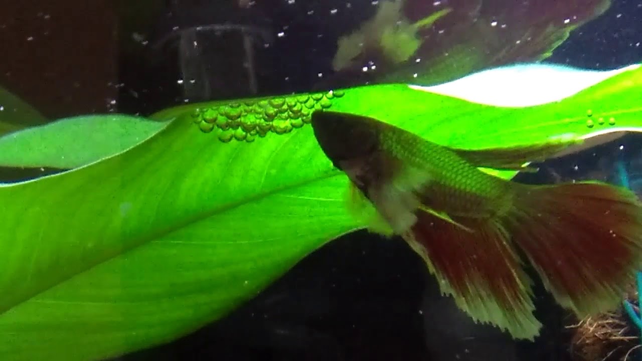 Betta fish blowing bubbles YouTube