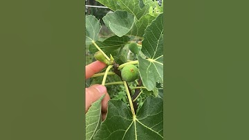 Q: "Why Are My Figs Not Ripening?" #fig #figtree #figboss #gardeningtips #fruittrees