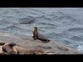 Sea Lions In La Jolla CA 7 14 2025 Sea Lions In La Jolla CA 7 14 2025