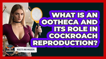 What Is An Ootheca And Its Role In Cockroach Reproduction? - Insects and Invaders