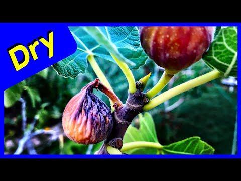 Video: Dried Up Fig Fruit - Why Are My Figs Drying On The Tree