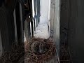 يمامة طارت وباضت وحضنت فراخها على نافذتي١٢ـ١٢ـ٢٠٢٤