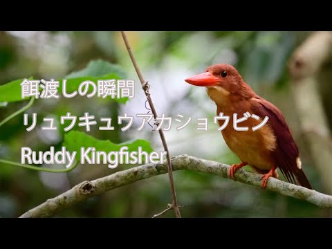 【餌渡しの瞬間】リュウキュウアカショウビン Ruddy Kingfisher