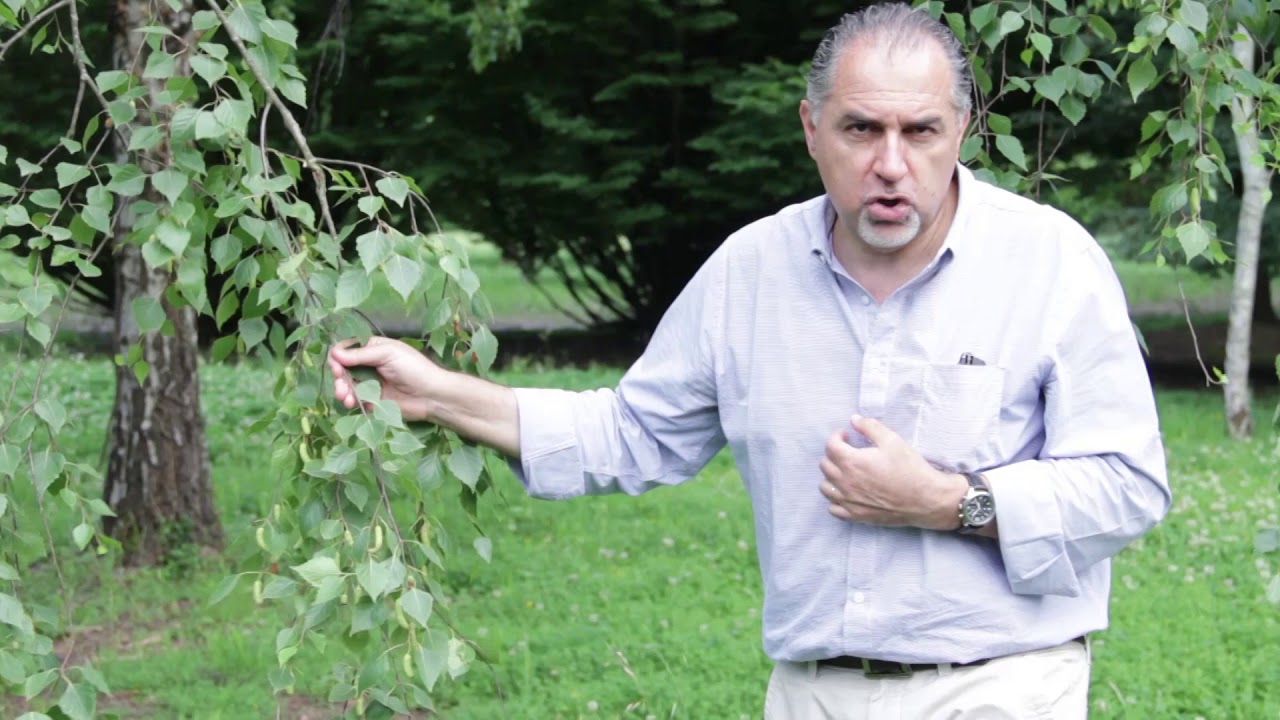 G.E.A. Puntata 3 - Gli Ontani, le Betulle e i Carpini