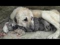 Rescue the mother dog and the poor little cubs that lived near the trash can