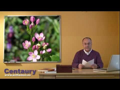 Vídeo: Centaury (hierba): Propiedades Y Usos Del Centaury. Centaura Por Alcoholismo, Contraindicaciones. Paraguas Centauro