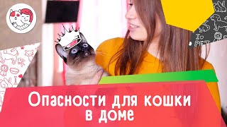 5 опасностей для кошки в доме 5 опасностей для кошки в доме