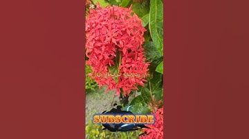 সূরা আল-কাউসার | Al-Kawthar | سورة الكوثر / Quran taulat 2.0 / #quran #ইসলামিকভিডিও #surah #dawah