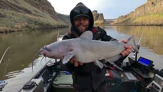 Palouse River catfish