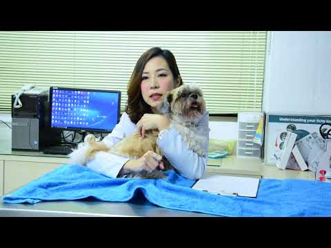 วีดีโอ: การรักษาตาแห้งในสุนัข - การดูแลสัตวแพทย์ในประเทศโลกที่สาม
