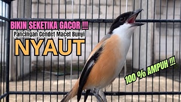 burung cendet gacor FULL NARUNG BONGKAR JITU PANCINGAN CENDET AGAR BUNYI jadikan BURUNG PENTET GACOR