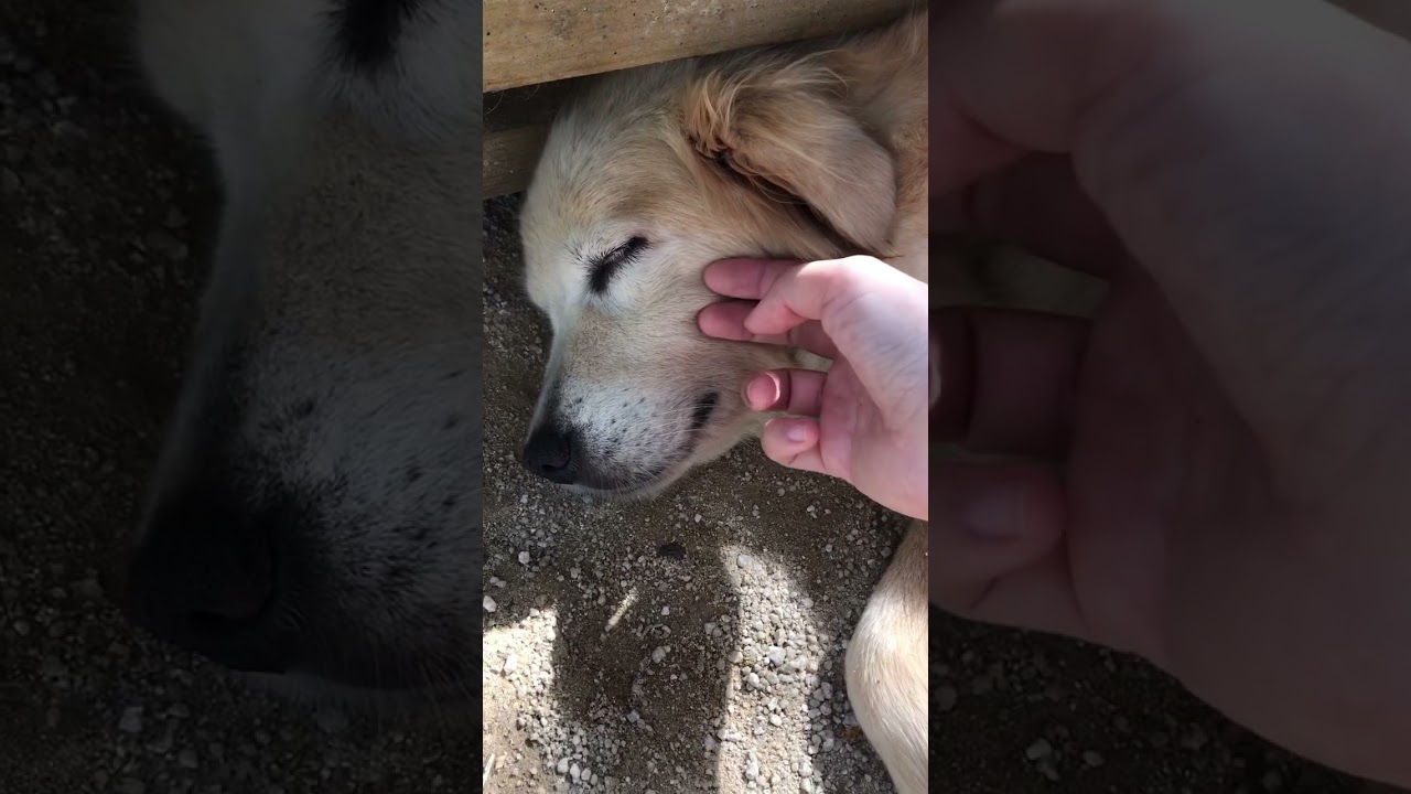 顔だけ日陰に入ってるゴールデンレトリバー かわいい 犬 Cute Dog Golden Retriever Youtube