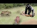 Frighten! Angry Gorillas Attack The Lion Kings Savagely And What Will Happen Next?