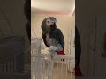 Gray Parrot كاسكو رمادي 