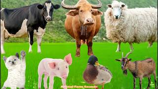 Farm Animal Sounds: Sheep, Elephant, Horse, Chicken, Cow, Dog, Cat - Animal Sounds