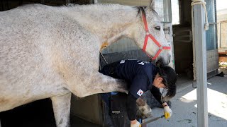 The process of a 23yearold Korean woman quickly replacing her horse's hooves.