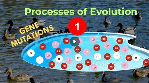 Processes of evolution: Gene mutations
