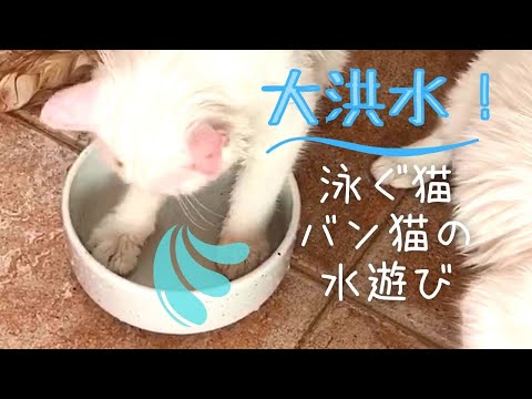 【おもしろ子猫】泳ぐ猫の水遊び　水飲みボウルはスイミングプール